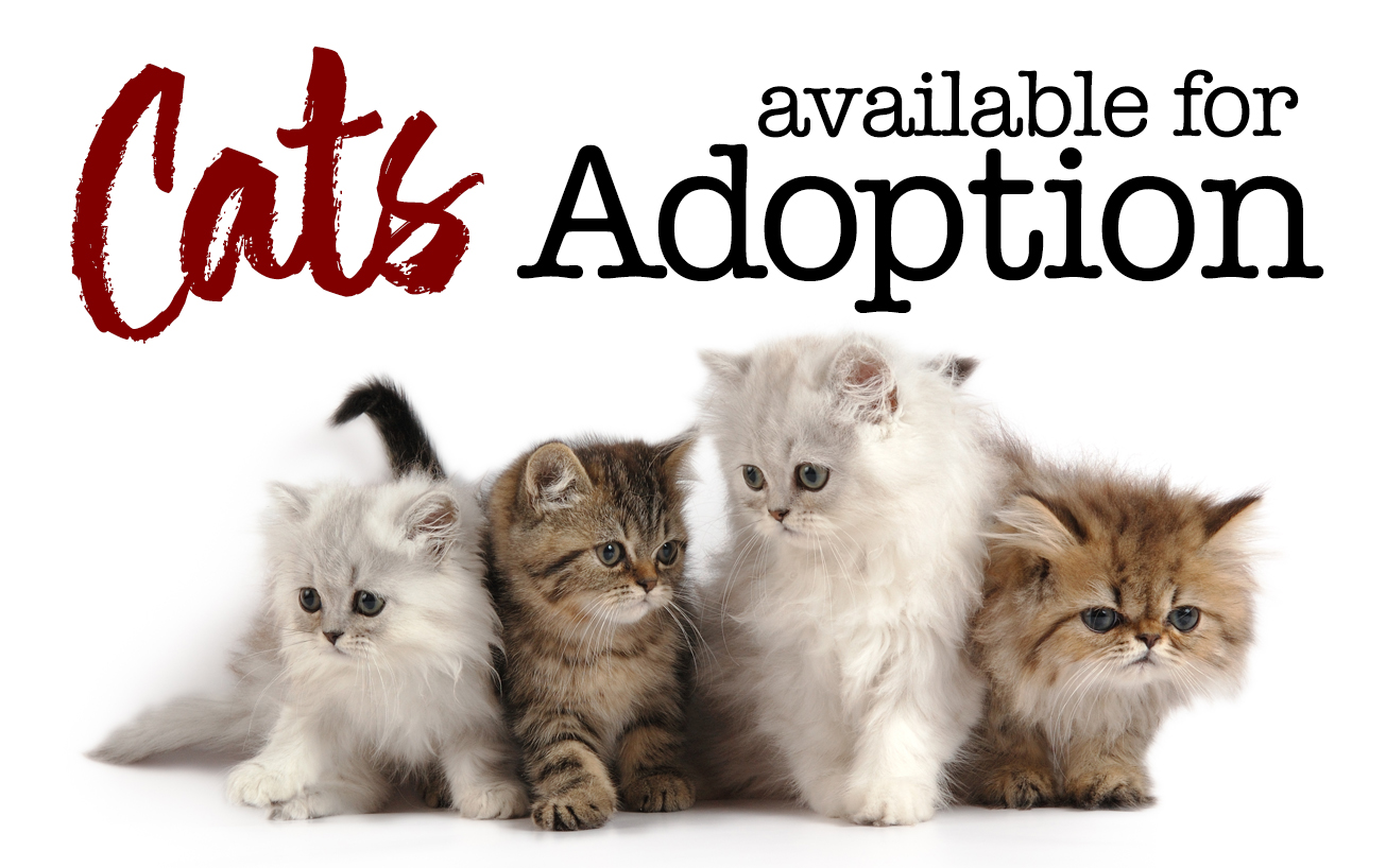 Available Cats for Adoption
