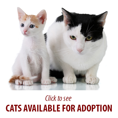 Cats for Adoption