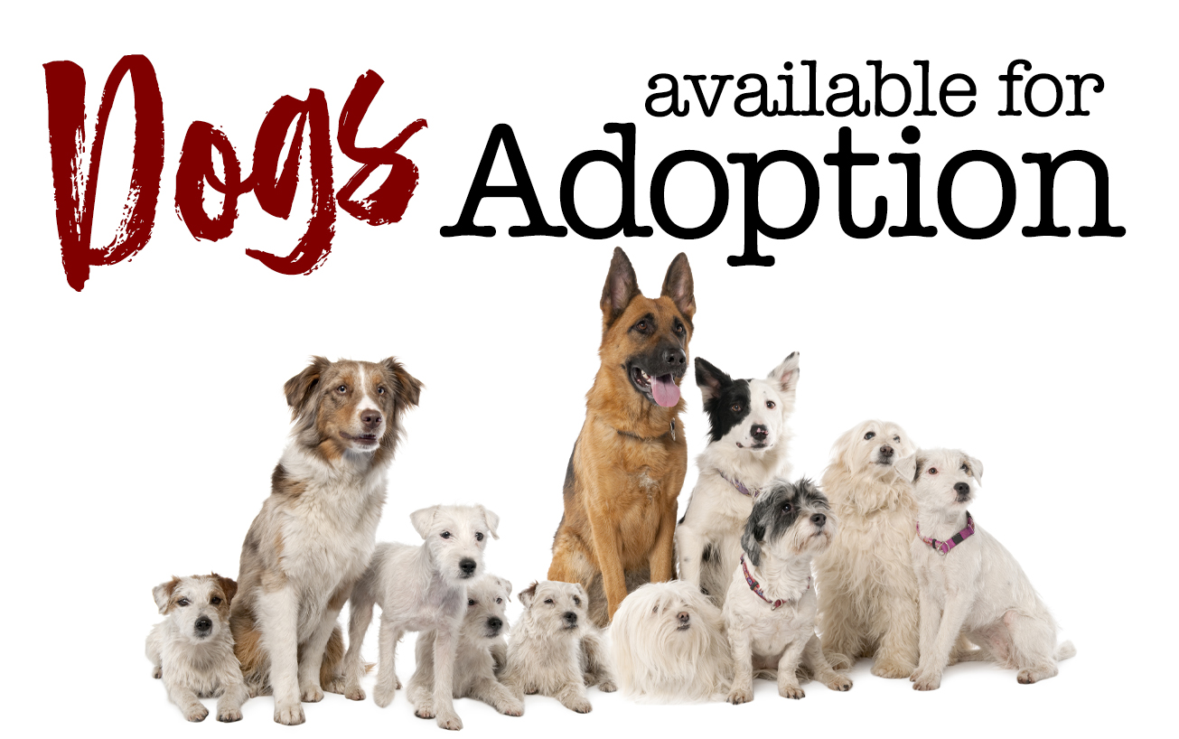 Adoption - Allegany County Animal Shelter